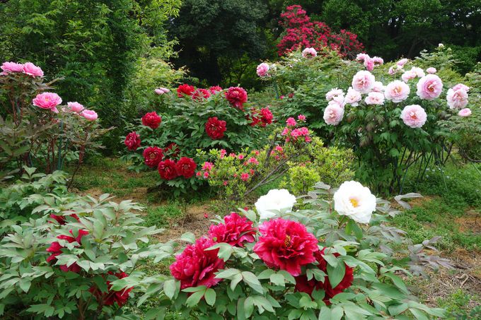 期間限定開園 世界にたった5株の牡丹が咲く つくば牡丹園 春の庭へ 茨城県 Lineトラベルjp 旅行ガイド