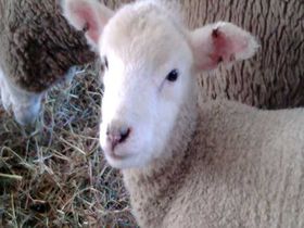 小岩井農場に羊の赤ちゃんを見に行こう！——岩手県雫石町