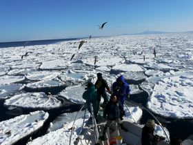北海道・オホーツクの流氷をとことん楽しむ!! 最良スポットＢＥＳＴ４