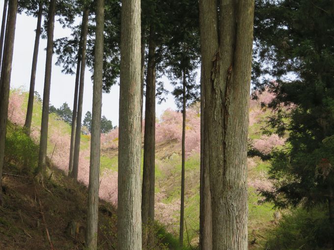 山中に桜の絶景 奈良 東吉野村 高見の郷 の開園は4月下旬まで 奈良県 トラベルjp 旅行ガイド