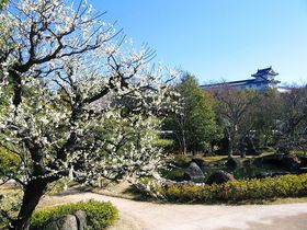 姫路城西御屋敷跡庭園「好古園」梅や桜が咲く大人の花見スポット