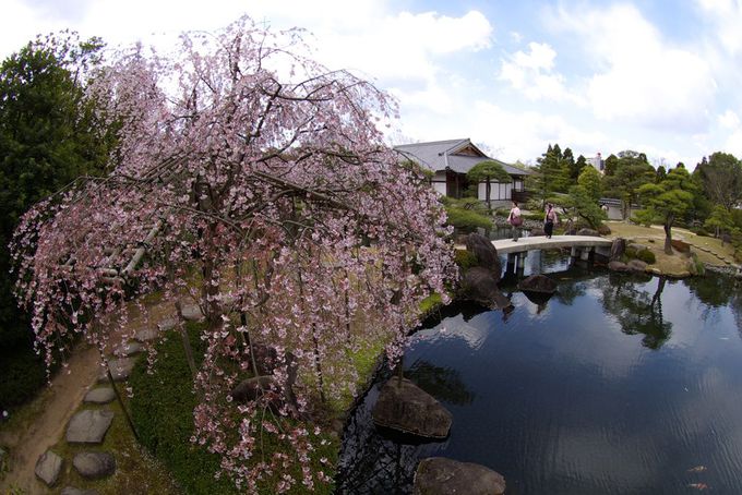 姫路城西御屋敷跡庭園 好古園 梅や桜が咲く大人の花見スポット 兵庫県 トラベルjp 旅行ガイド