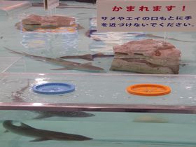 サメの肌は鮫肌だった!?大人も童心に返る「姫路市立水族館」