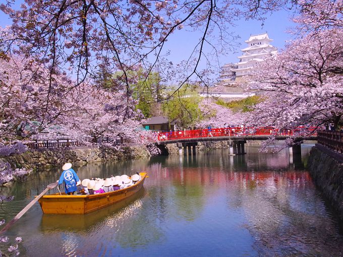 19年春の姫路城 観桜会や夜桜会などイベント盛りだくさん 兵庫県 トラベルjp 旅行ガイド