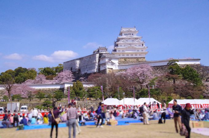 定番お花見スポット、姫路城三の丸広場