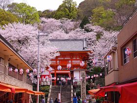 和歌山・紀三井寺の桜まつり、関西に早咲き桜の名所が告げる春
