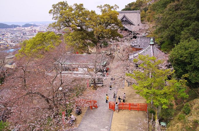 紀三井寺境内で桜と団子と