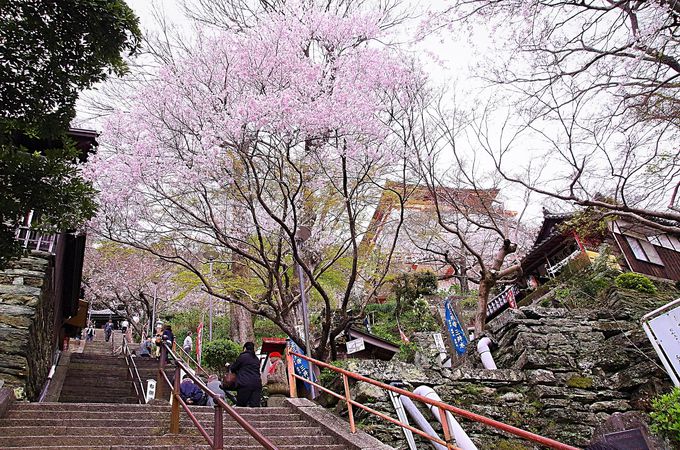 紀三井寺の表坂、桜の階段「結縁坂」