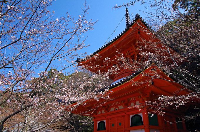 旧和歌浦湾越しに望む桜の紀三井寺