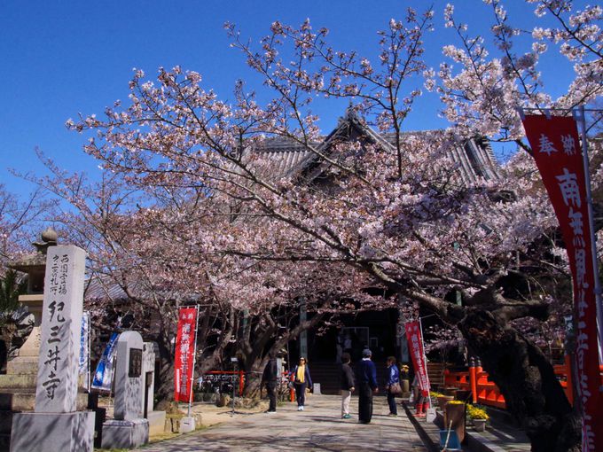 和歌山 紀三井寺の桜まつり 関西に早咲き桜の名所が告げる春 和歌山県 Lineトラベルjp 旅行ガイド