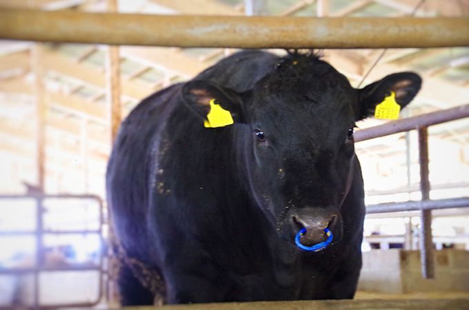 Ԑg܂I 2`3oׂȂpaHׂ