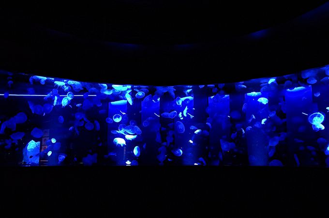 クラゲの世界に包まれる、360度パノラマ水槽「GURURI」