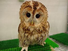 �w��̐_�l�̂��G���I��㢃t�N���E�݂̂���Œm�b�Ƃ�Ƃ�̂ЂƎ��������낤�I�̋L���T���l�C��