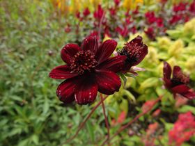 �ԂƗ΂ƃW�u���ɐG���I���m�u�����R���p�[�N�v�Ŕ����̂��闷���̋L���T���l�C��