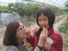 子どもさん連れにおすすめ!!香川「森のいちご」で大自然の中でのイチゴ狩りはいかが？