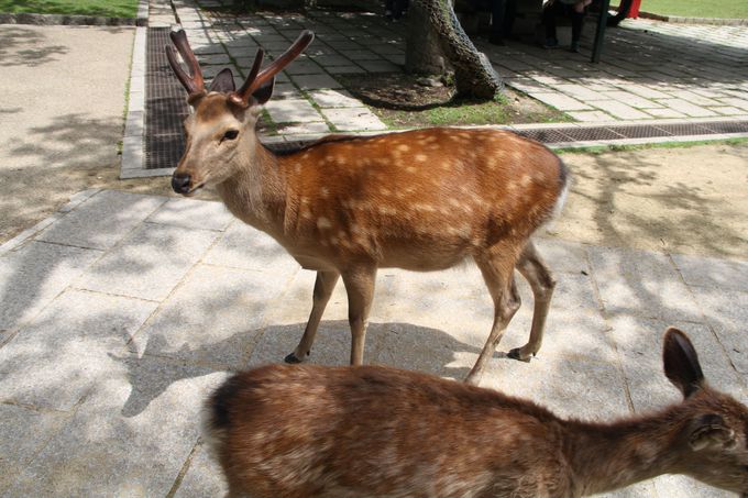 迫力満点！奈良「春日大社」の神事「鹿の角きり」は必見！ | 奈良県