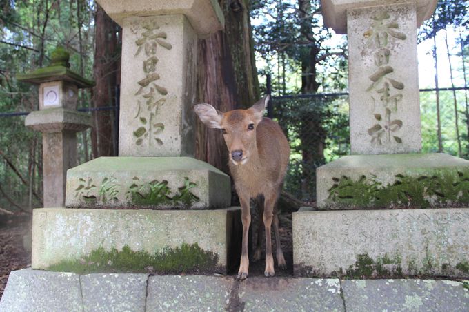 迫力満点 奈良 春日大社 の神事 鹿の角きり は必見 奈良県