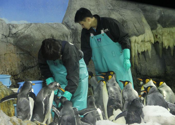 C̐lC҂XoI̃X^vQbgłH