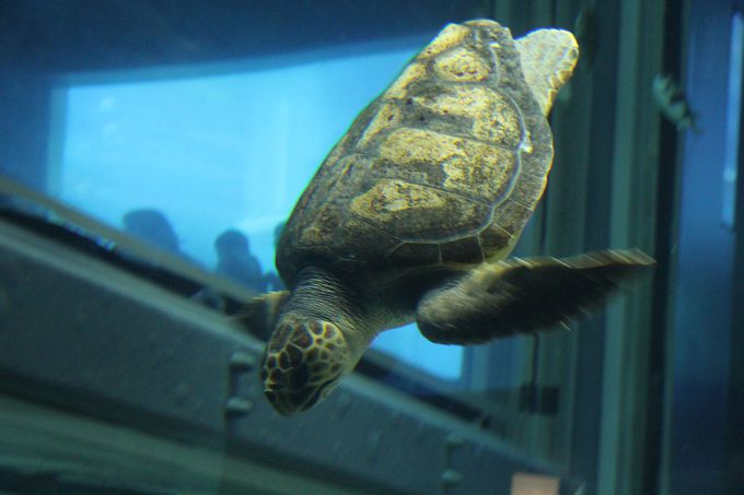 C̐lC҂XoI̃X^vQbgłH