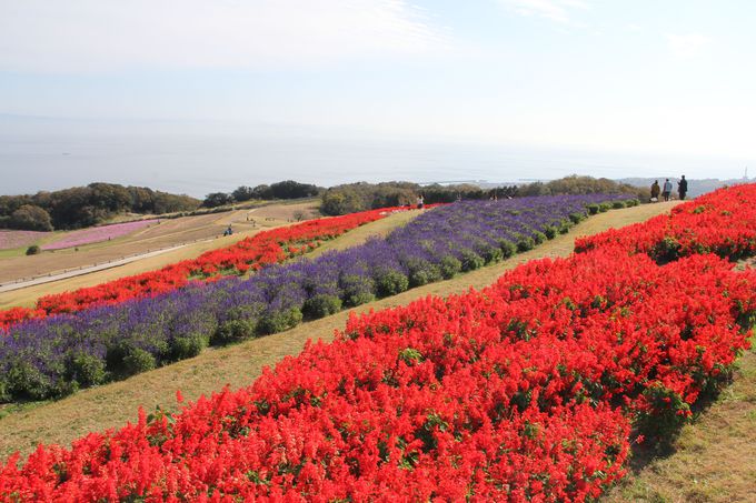 ʂ̉Ԃ̂イIԂ̓uWHv𖞋i悤I