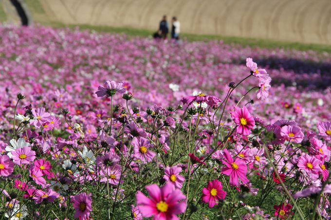 ʂ̉Ԃ̂イIԂ̓uWHv𖞋i悤I