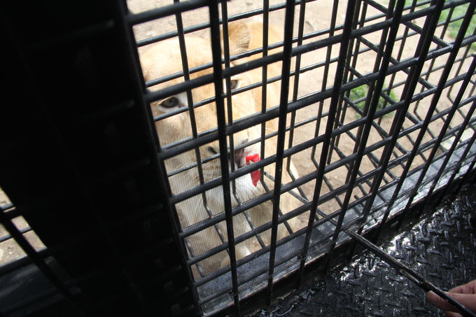 ӊOɉHIGTŃCIƂ̐S̋k߂悤