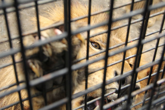 ӊOɉHIGTŃCIƂ̐S̋k߂悤