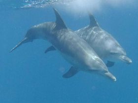 ���}�������Ŏ����̃h���t�B���X�C���I�C���J�ƃ{�j���u���[�̊C���y�������I�̋L���T���l�C��