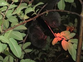 ��܂Ŗ��͓I�I���}���ł����ł��Ȃ��i�C�g�c�A�[�ɎQ�����悤�I�̋L���T���l�C��