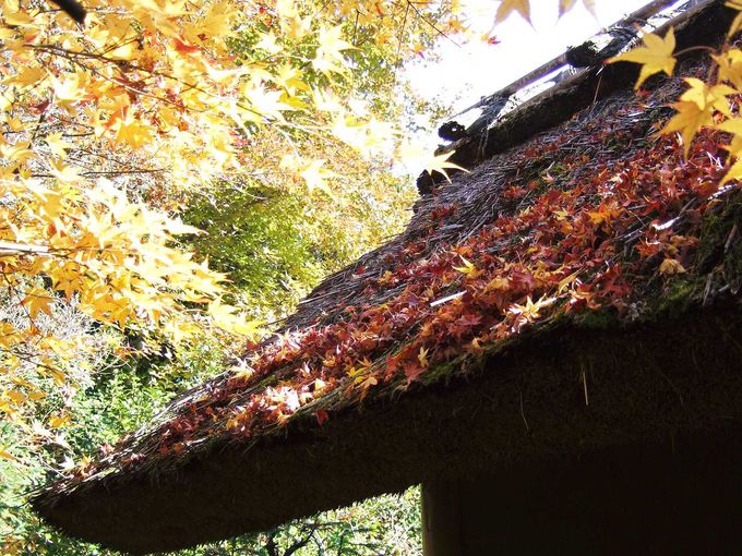 茅葺き屋根の紅葉が素敵なんです