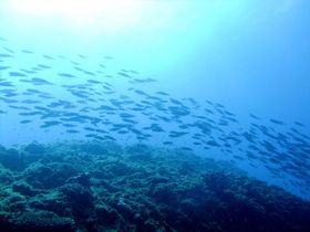 �C�̐��E�̎�����H�����Ⴂ�܂����I���E���R��Y�̏��}���̊C���U�h�̋L���T���l�C��