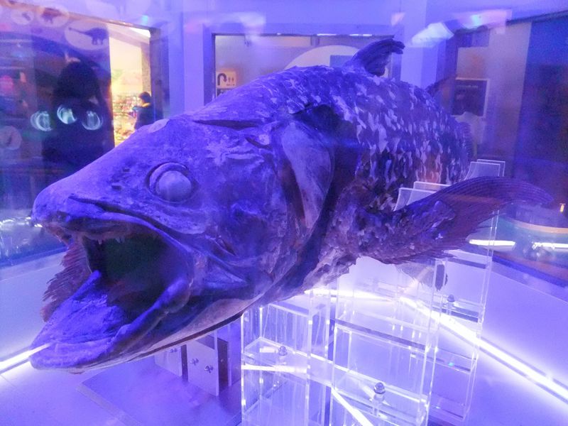 幸せを呼ぶシーラカンス展示と深海の世界が楽しい沼津港深海水族館！