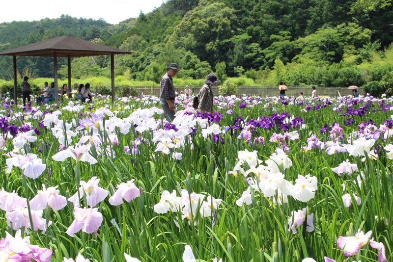 花菖蒲と青もみじが美しい！初夏の遠州の小京都・森町「小國神社」が素敵！