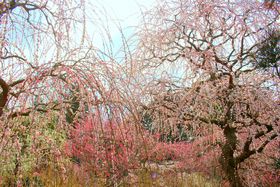 |u_Ёv300{̂~̖Iɂ̓h̋LTlC