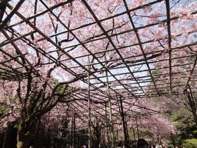 桜の屋根にうっとり！京都「平安神宮 神苑」の八重紅しだれ桜と京都市動物園