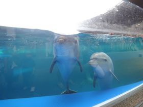 �����̗΂��،i�ɂ����J�����I�u���s�����فv�Ɣ~���H�����ŗV�ڂ��I�̋L���T���l�C��