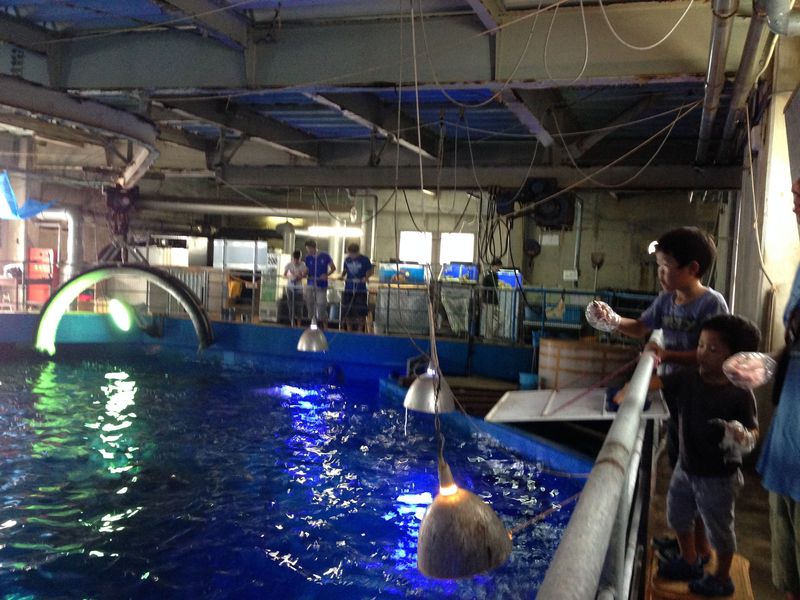 和歌山県・串本海中公園水族館で「マグロのエサやり体験」！