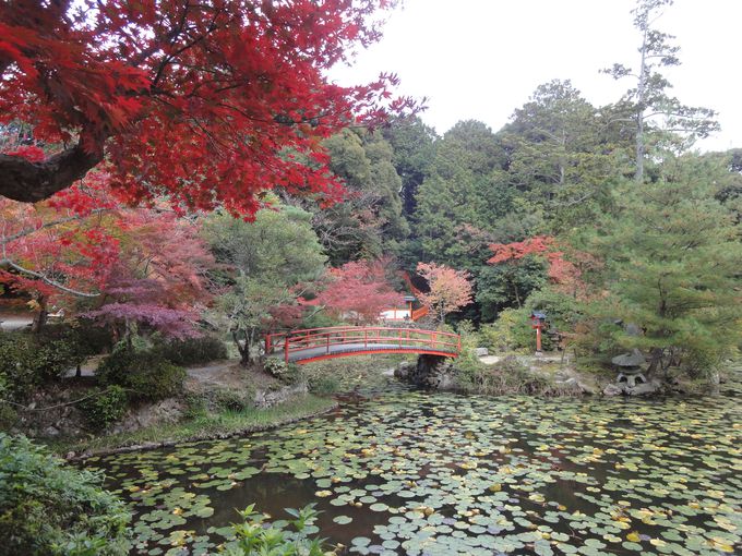 参道や鯉沢の池の紅葉が美しい！