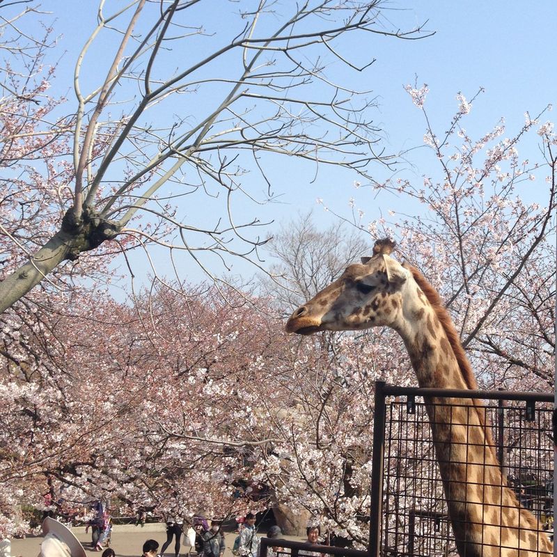 実は関西有数の桜スポット！子連れ花見に最適！神戸市立王子動物園
