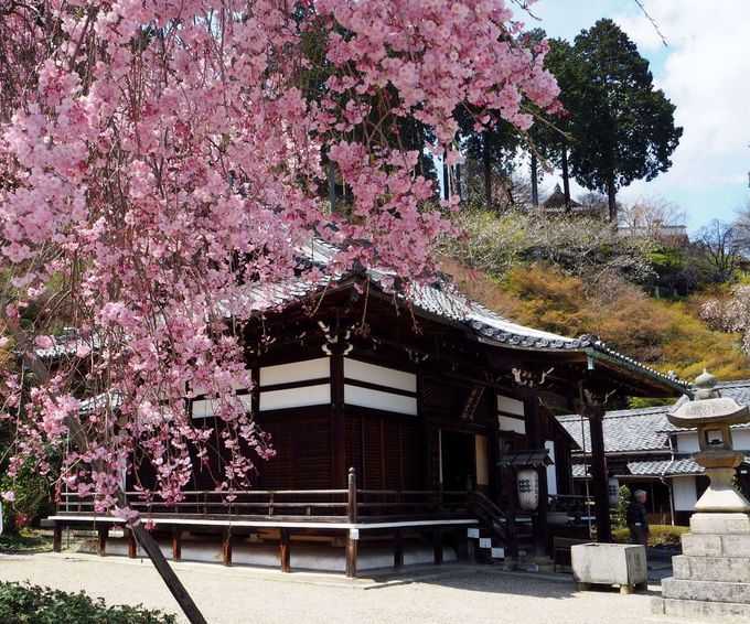 この桜に会いたい 桂昌院しだれ桜 京都西山 善峯寺 京都府 トラベルjp 旅行ガイド