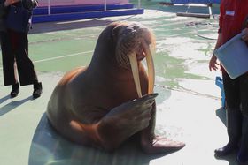 �߂����鋗�����I�ӂꂠ�����y�����u�ɐ��V�[�p���_�C�X�v�̋L���T���l�C��