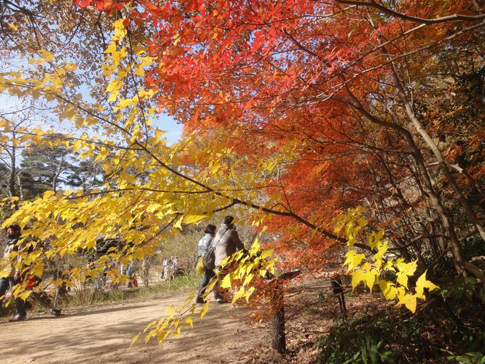 ~n͍L傾₷Ixr[J[njIԂ݂o