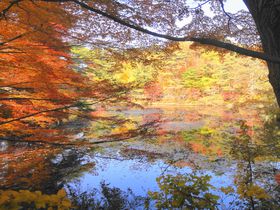子連れにオススメ！神戸市立森林植物園で絶景紅葉ハイキング