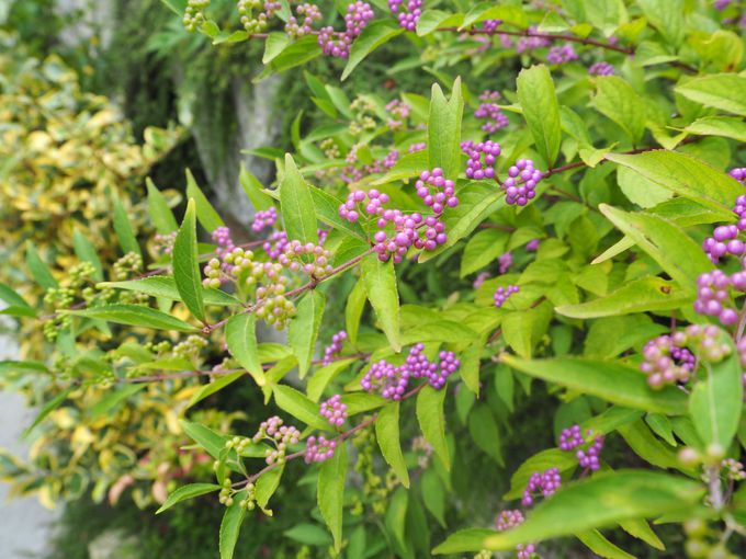 _ˎsXѐA͓ɏHXXIROOO{gtI