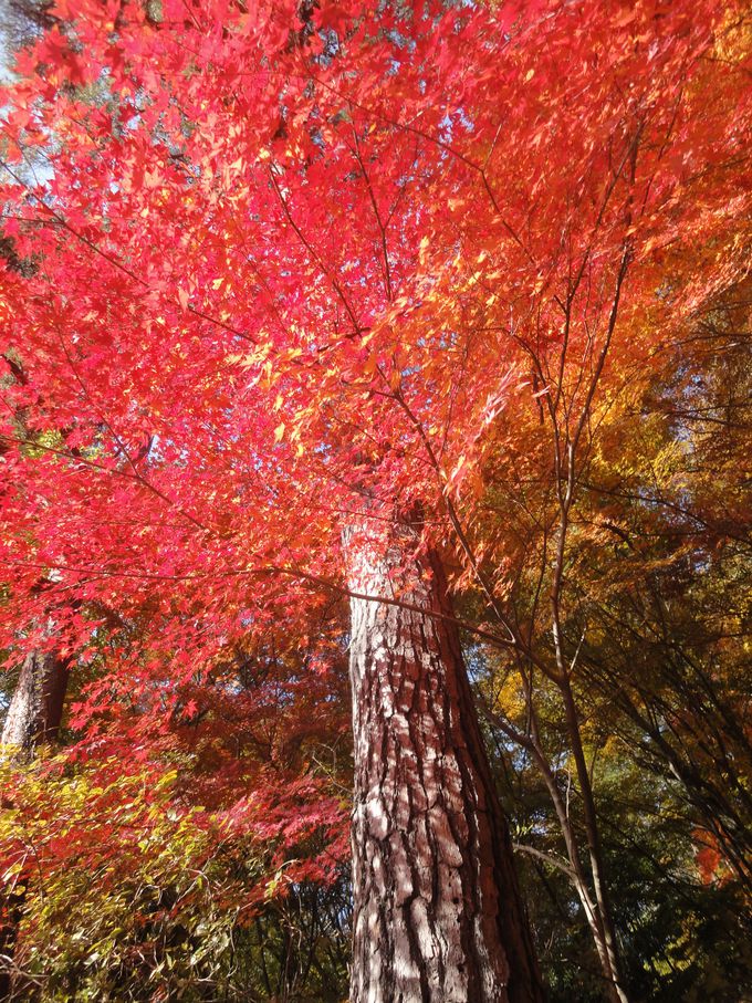 MIȐԁAO̍gty߂̂߃|CgI