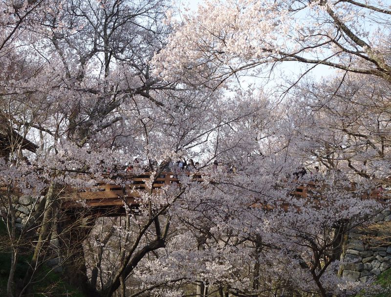 可憐でありながら天下第一。長野県・高遠城址公園の桜