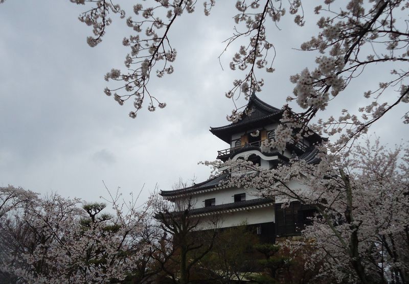 現存する日本最古の天守閣、国宝犬山城(愛知県)と名脇役の桜