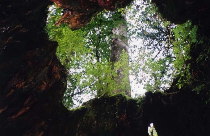 縄文杉・弥生杉・紀元杉…樹齢1,000年を超える古木の宝庫、屋久島