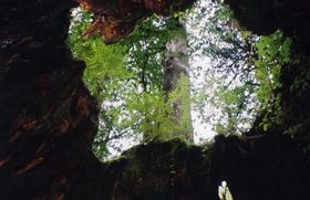 縄文杉・弥生杉・紀元杉…樹齢1,000年を超える古木の宝庫、屋久島！