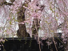 桜花爛漫・秋田角館の2kmに渡る桜のトンネルと400本の枝垂れ桜